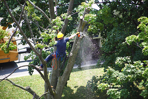 Trusted Akwesasne, NY Tree Care Experts